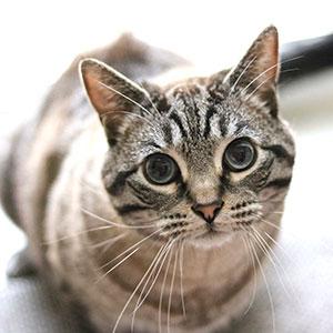 https://kittypooclub.com/_next/image?url=%2Fhomepage%2Ftestimonial%2Fdeanna-cat-eyes.jpg&w=384&q=75