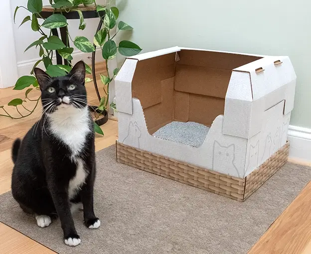 Cardboard cat best sale litter box